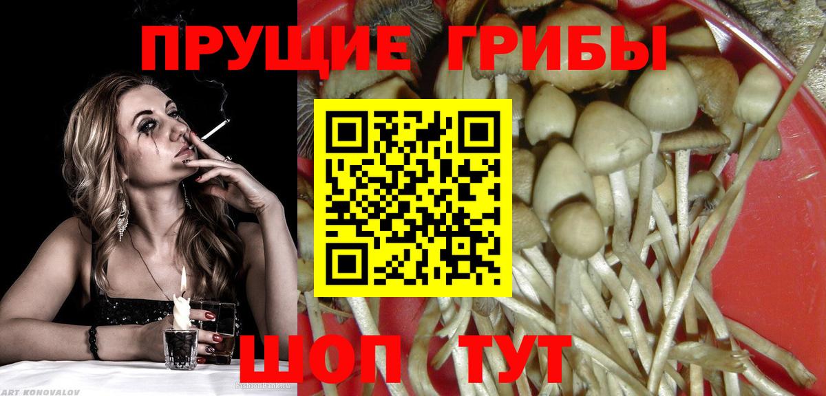 Урус-Мартан  Псилоцибиновые грибы прущие грибы  Вход с VPN 